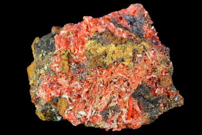 Bright Orange Crocoite Crystal Cluster - Tasmania #103798
